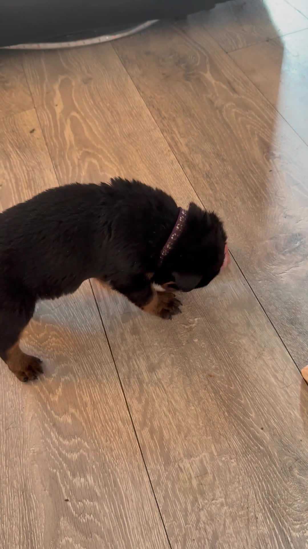 Rottweiler dogs for sale: Absolutely stunning Rottweiler puppies  - Video 2