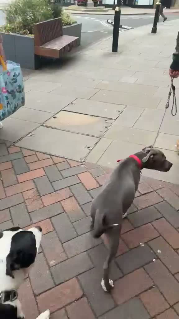 American Bull Staffy dogs for sale: Amstaff in Oswestry - Video 1