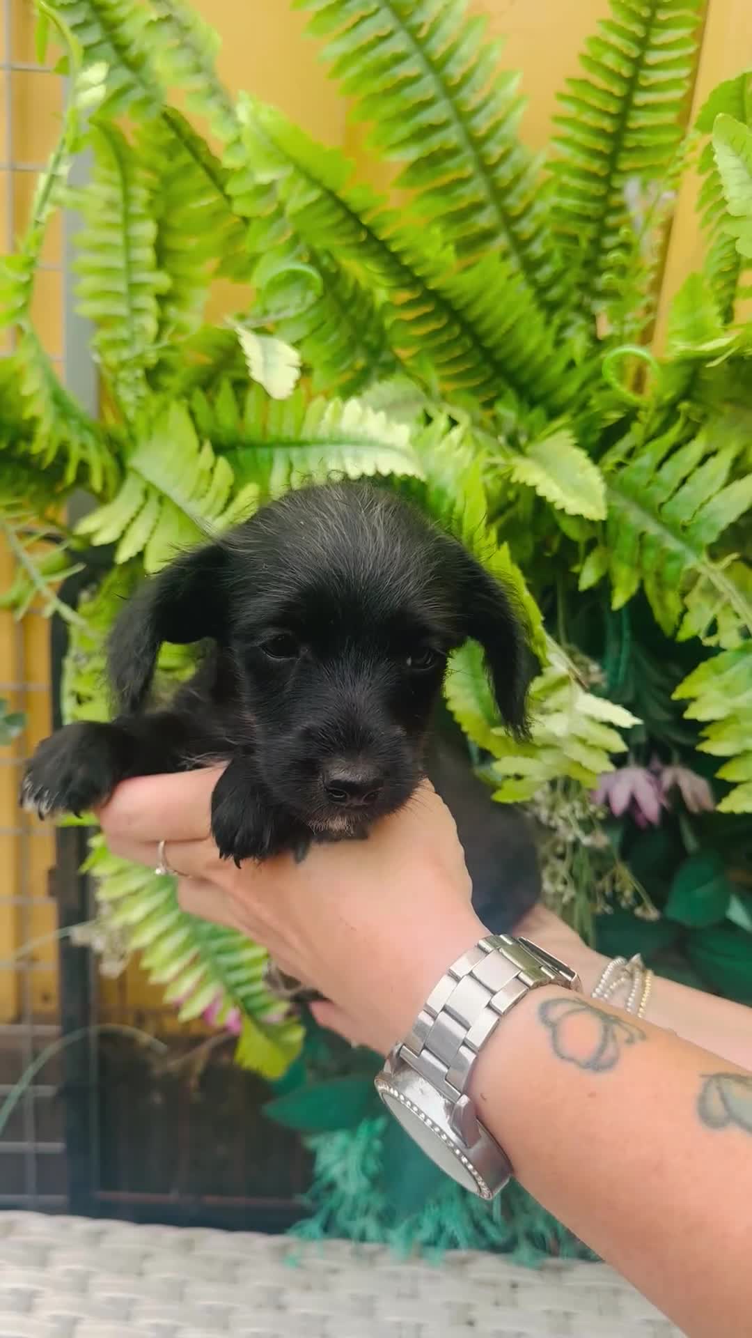 Jackapoo dogs for sale: Tiny jackapoos - Video 3
