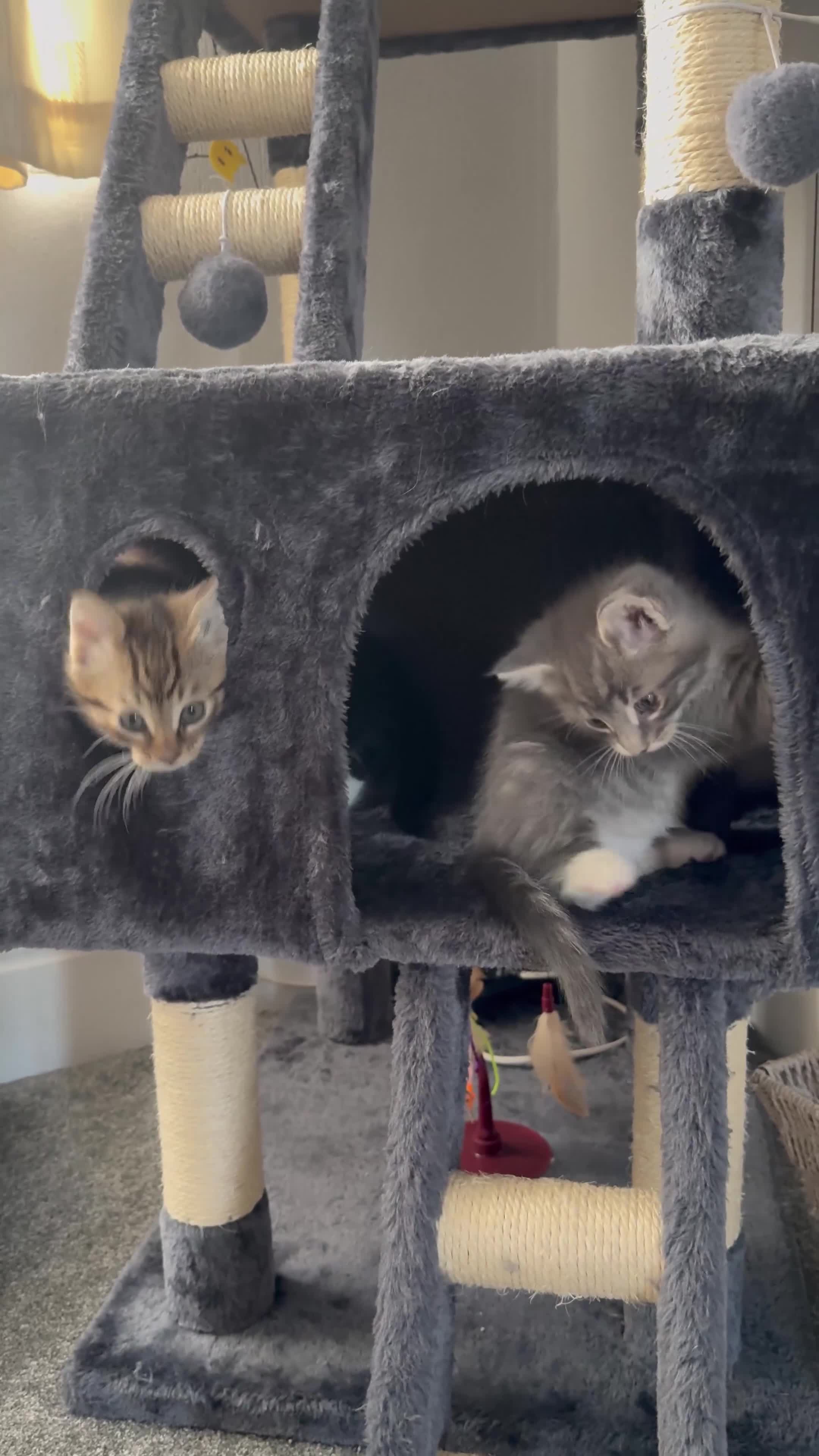 Maine Coon cats for sale: Mixed Maine Coon in Coventry - Video 5