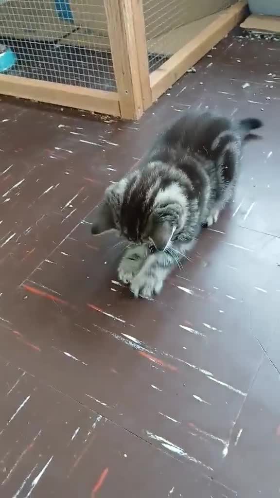 British Shorthair cats for sale: BSH. Silver/Brown Classic Tabby. - Video 3