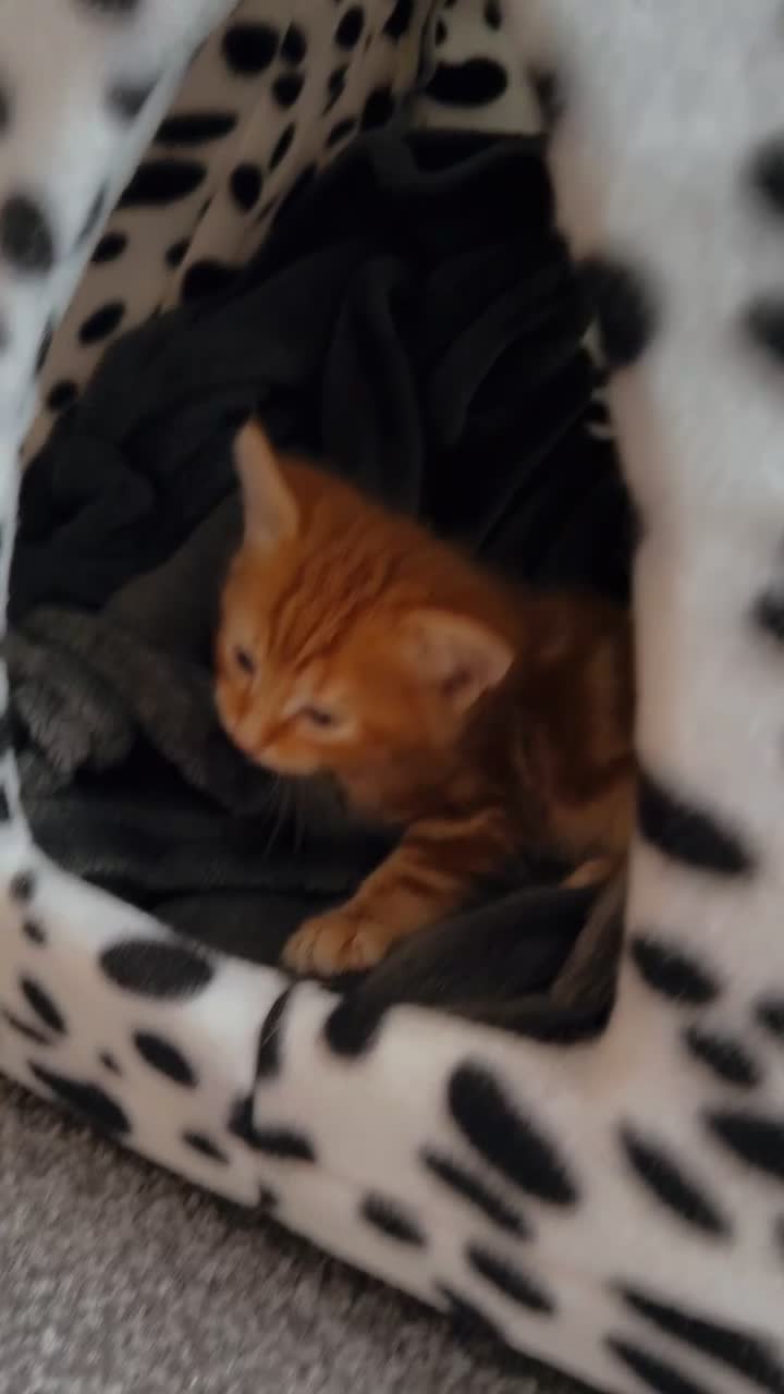 Mixed Breed cats for sale: Mixed breed persian Kitten in Leeds - Video 4