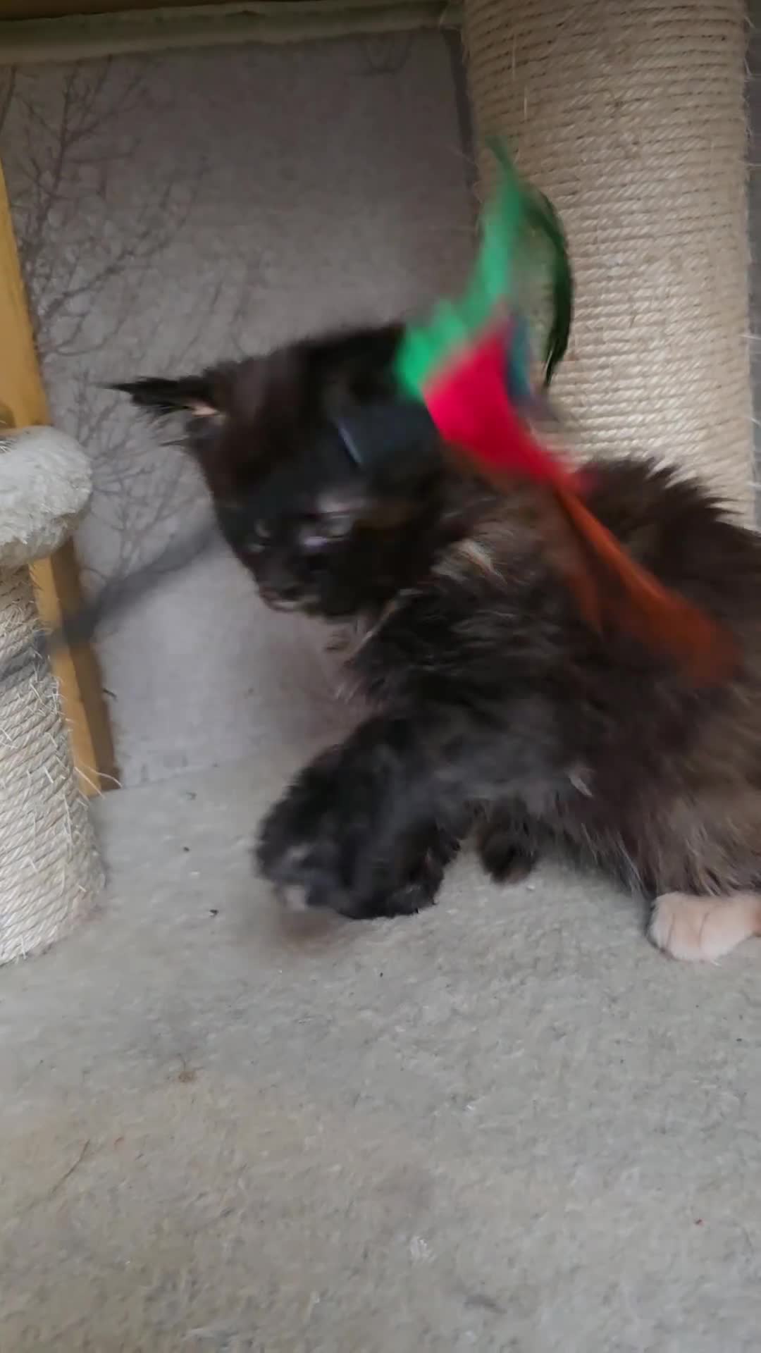 Maine Coon cats for sale: Amazing Large Purebred Maine Coon Kittens - Video 2