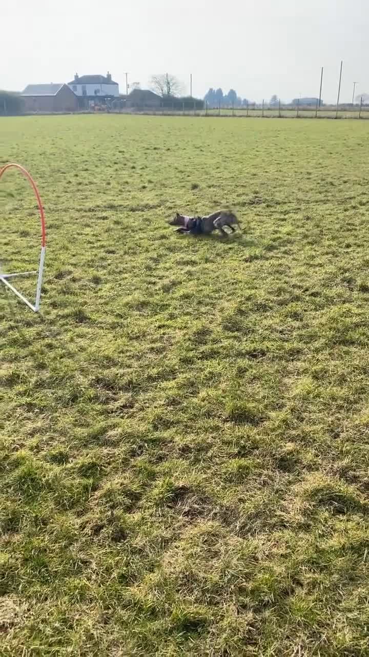Whippet dogs for sale: Whippet bitch for Sale in Doncaster - Video 1