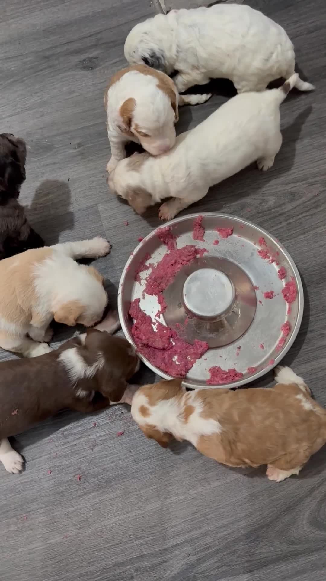 Cockapoo dogs for sale: 4 males and 1 female  - Video 1