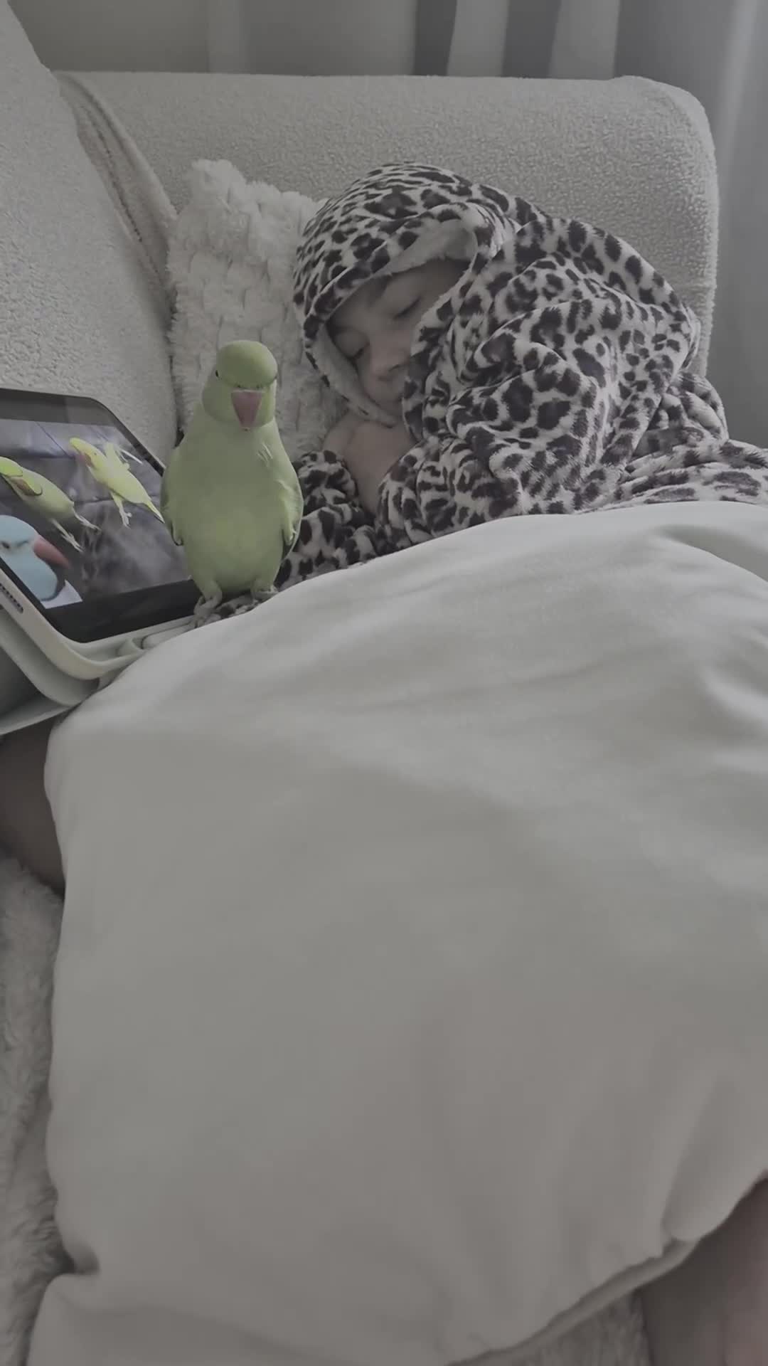 Ringnecks birds for sale: 2 ringneck parrots - Video 1