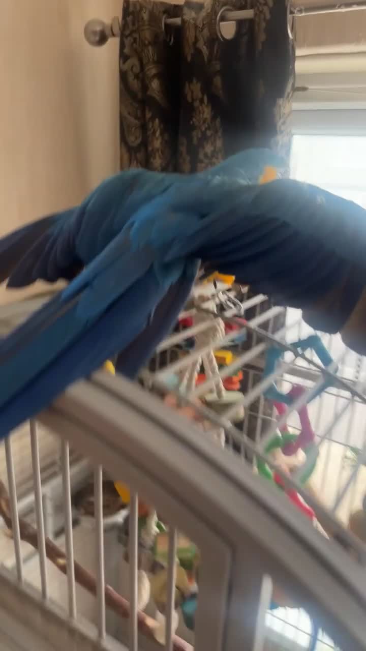 Macaws birds for sale: Macaw for sale - Video 1