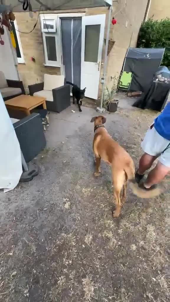 Mixed Breed dogs for sale: German shepard x rottie 7 months - Video 1