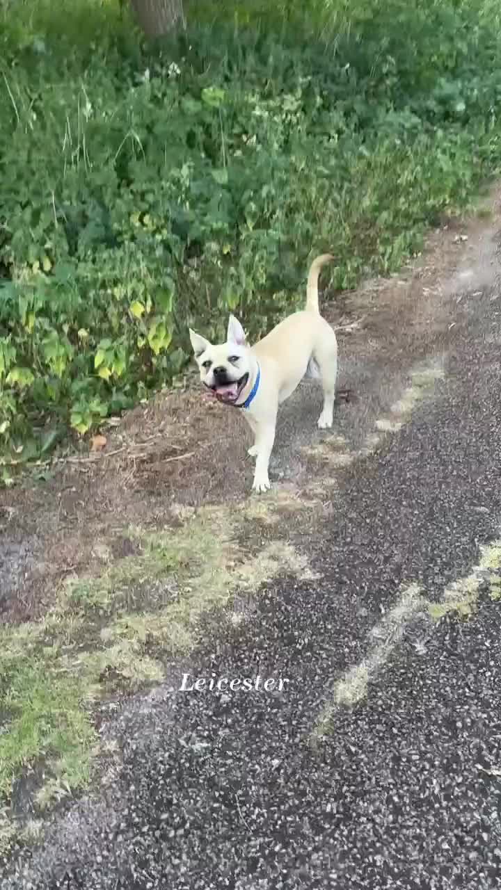 Mixed Breed dogs for sale: Rehoming  in Leicester - Video 3