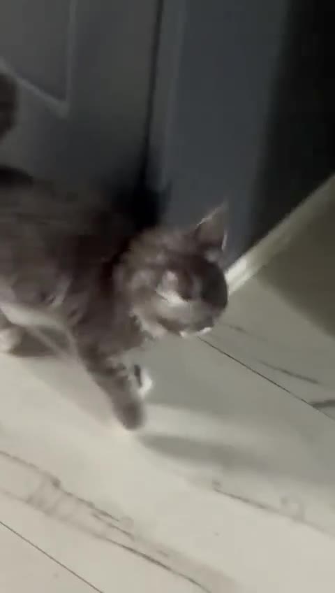 Maine Coon cats for sale: Bicolour blue white beautiful boy 10 weeks today - Video 1