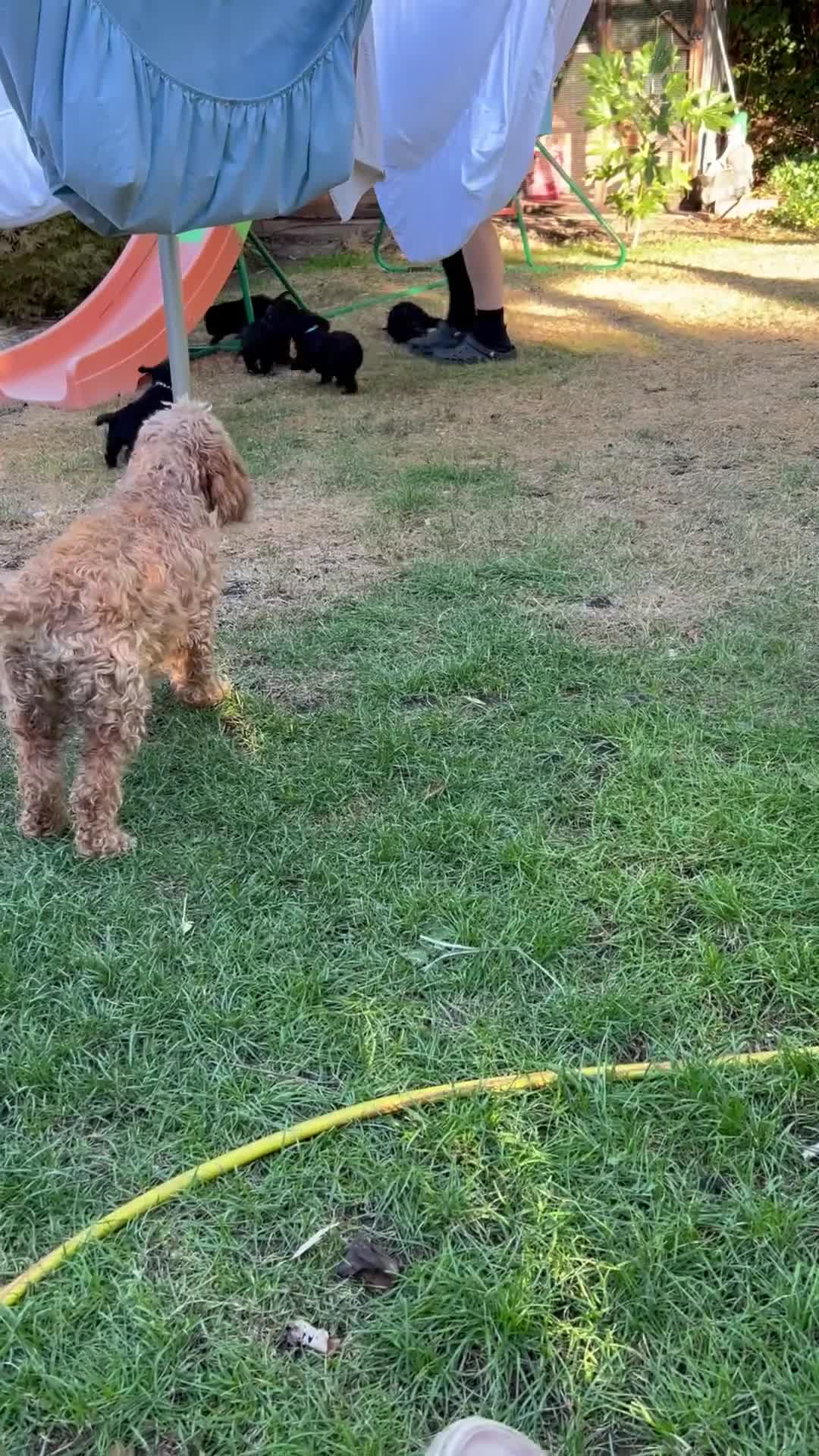 Cockapoo dogs for sale: Cockapoo .. Gorgeous jet black cockapoo puppies. - Video 1