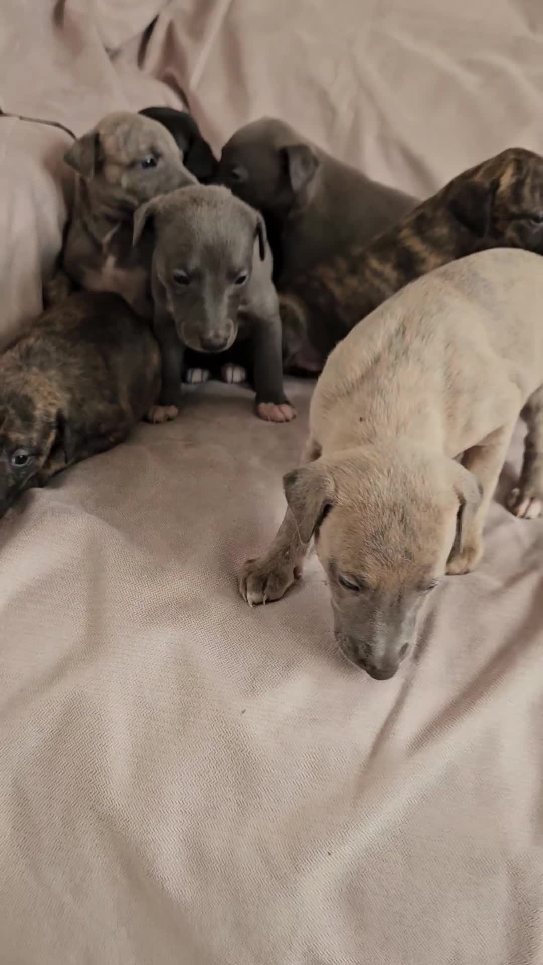 Whippet dogs for sale: Beautiful Whippet Puppies - Video 2