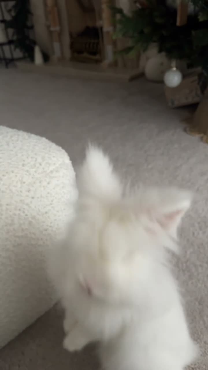 Lionhead rabbits for sale: Two Double main lionheads  - Video 4