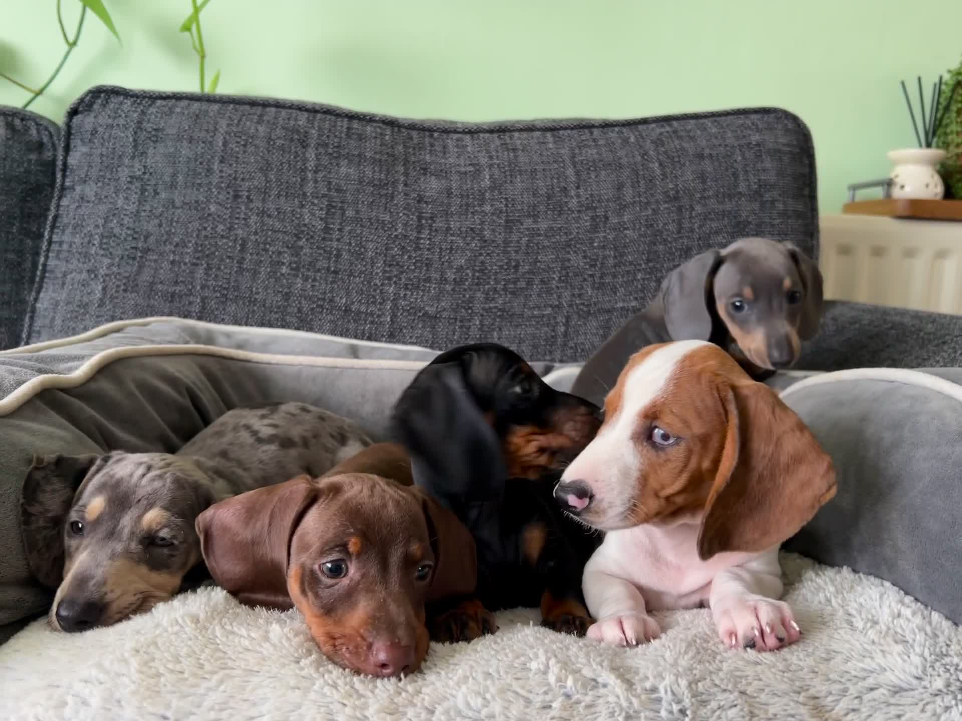 Dachshund dogs for sale: Only 2 boys and 2 girls left❤️💚🩵 - Video 1