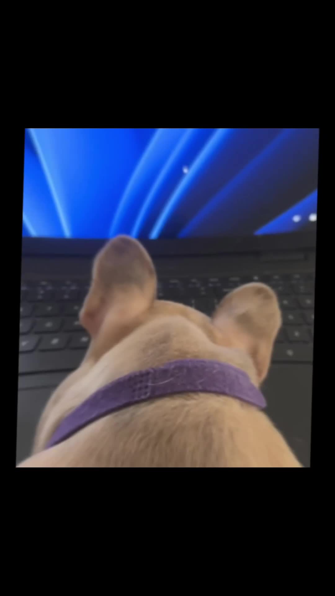 French Bulldog dogs for sale: Milo, Lovable boy Frenchie, amazing price 💫 - Video 2