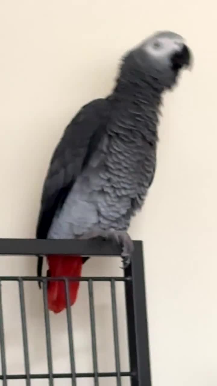 Parrots birds for sale: African grey parrot – Smokey – Loving Home Wanted - Video 2