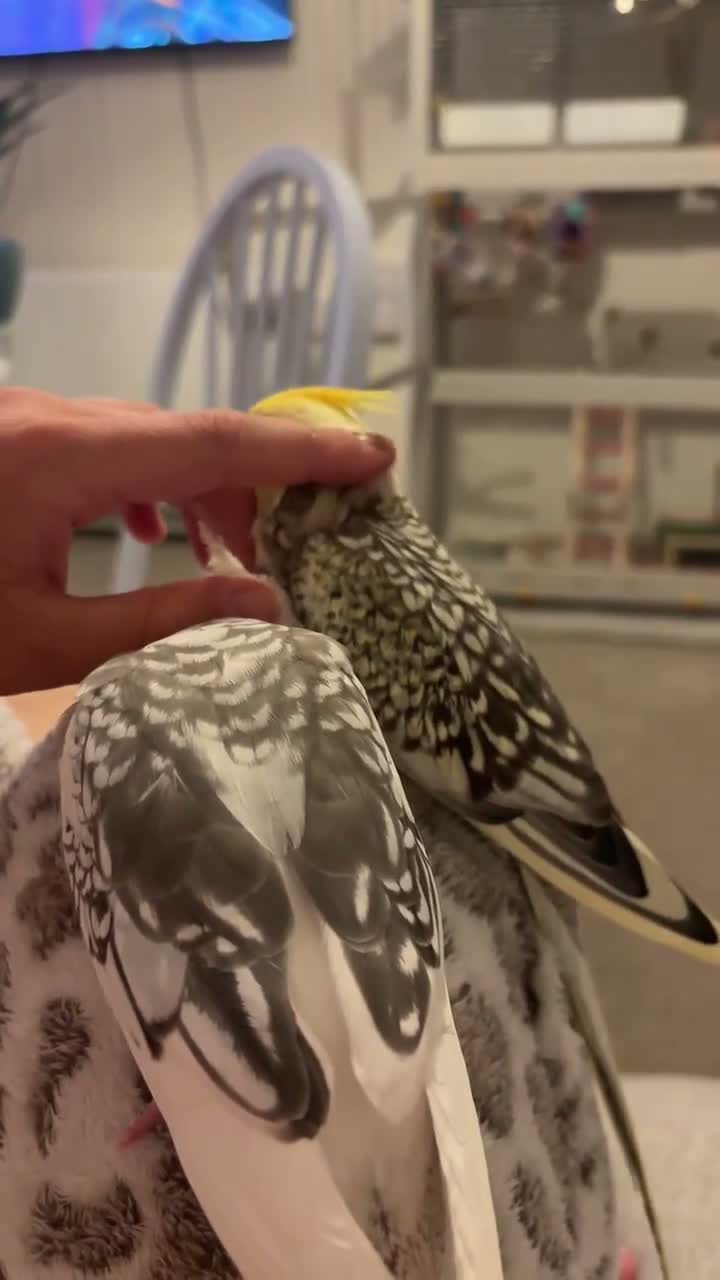 Cockatiels birds for sale: 2 cockatiels pair in Romsey - Video 2