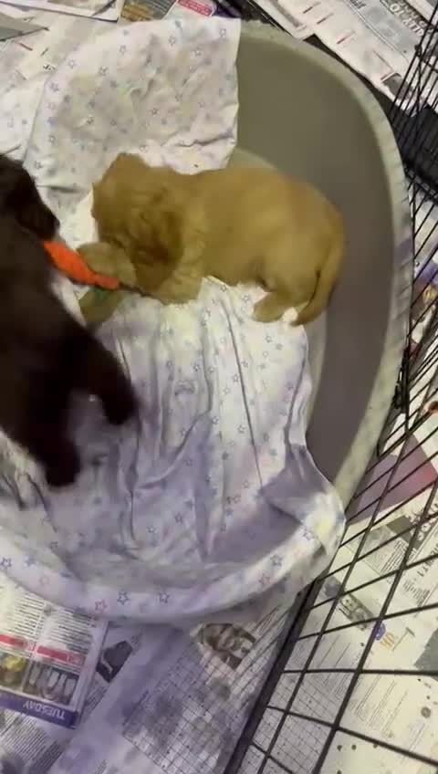 Cockapoo dogs for sale: Ready now unusual all types of colours - Video 1