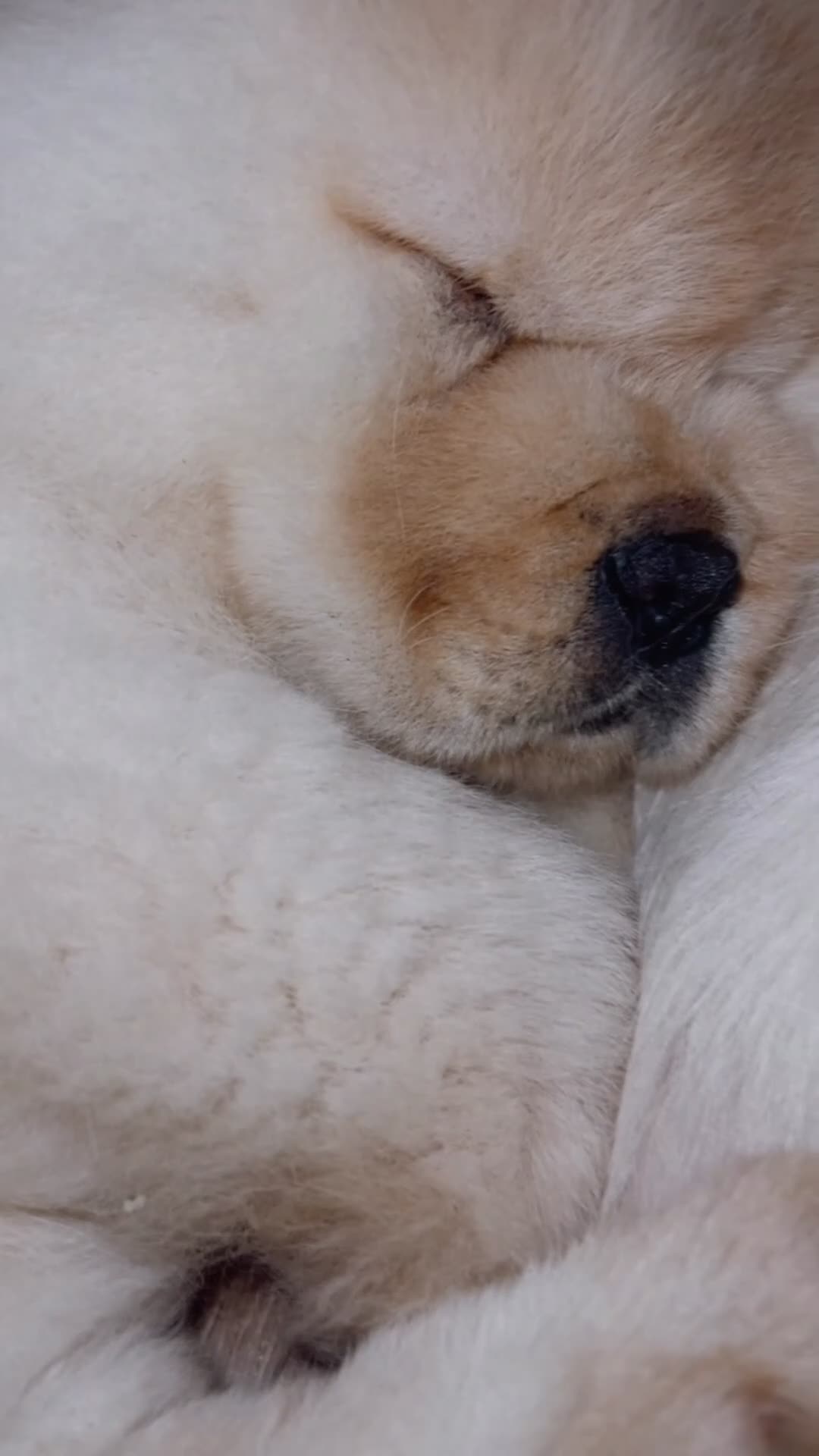 Chow Chow dogs for sale: Miss chow chow mummy  - Video 1