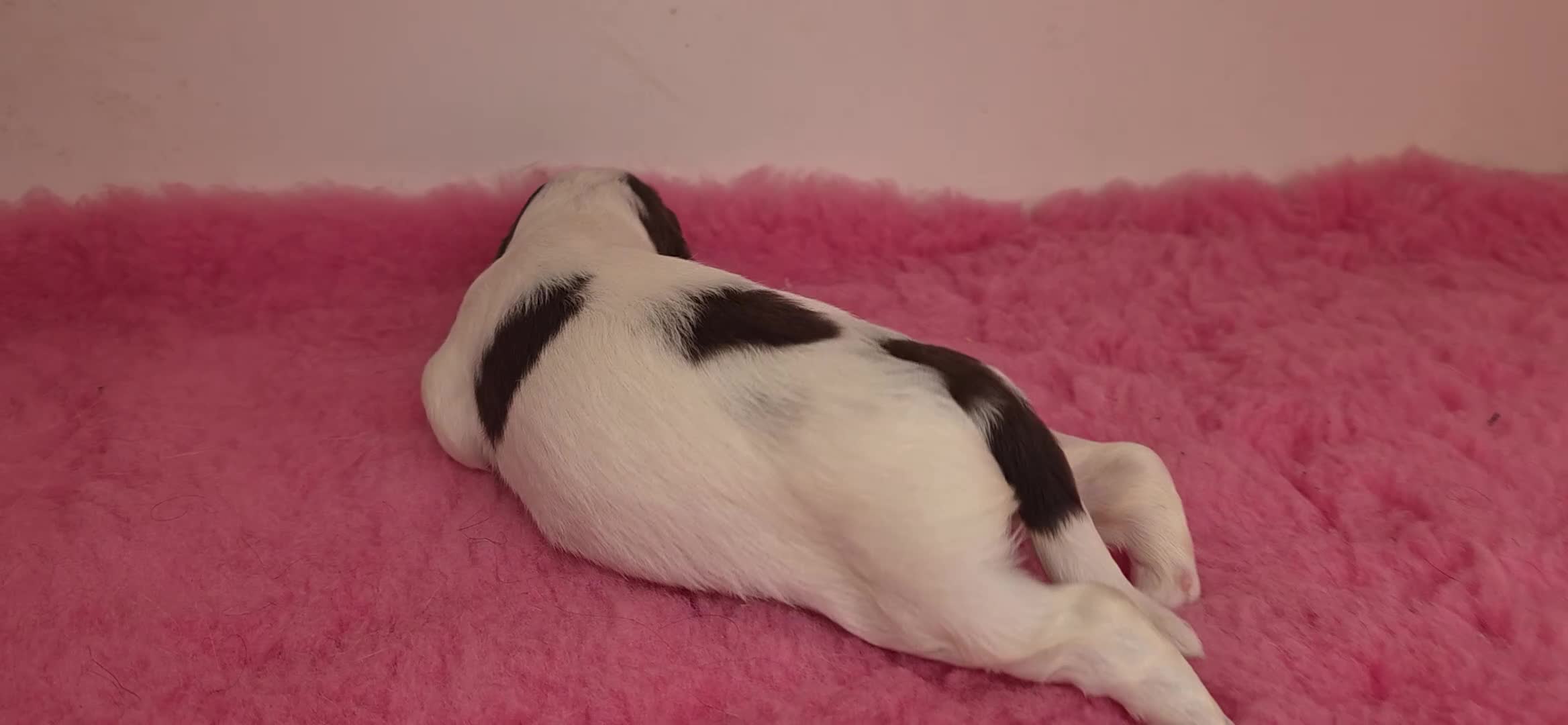 English Springer Spaniel dogs for sale: ⭐️ KC Home Reared Tested Springer Pups ⭐️ - Video 4