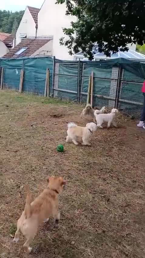 Bichon Frise dogs for adoption: WALLACE 🌟 a Sensitive boy for a Safe, Loving Home in Nottingham - Video 3