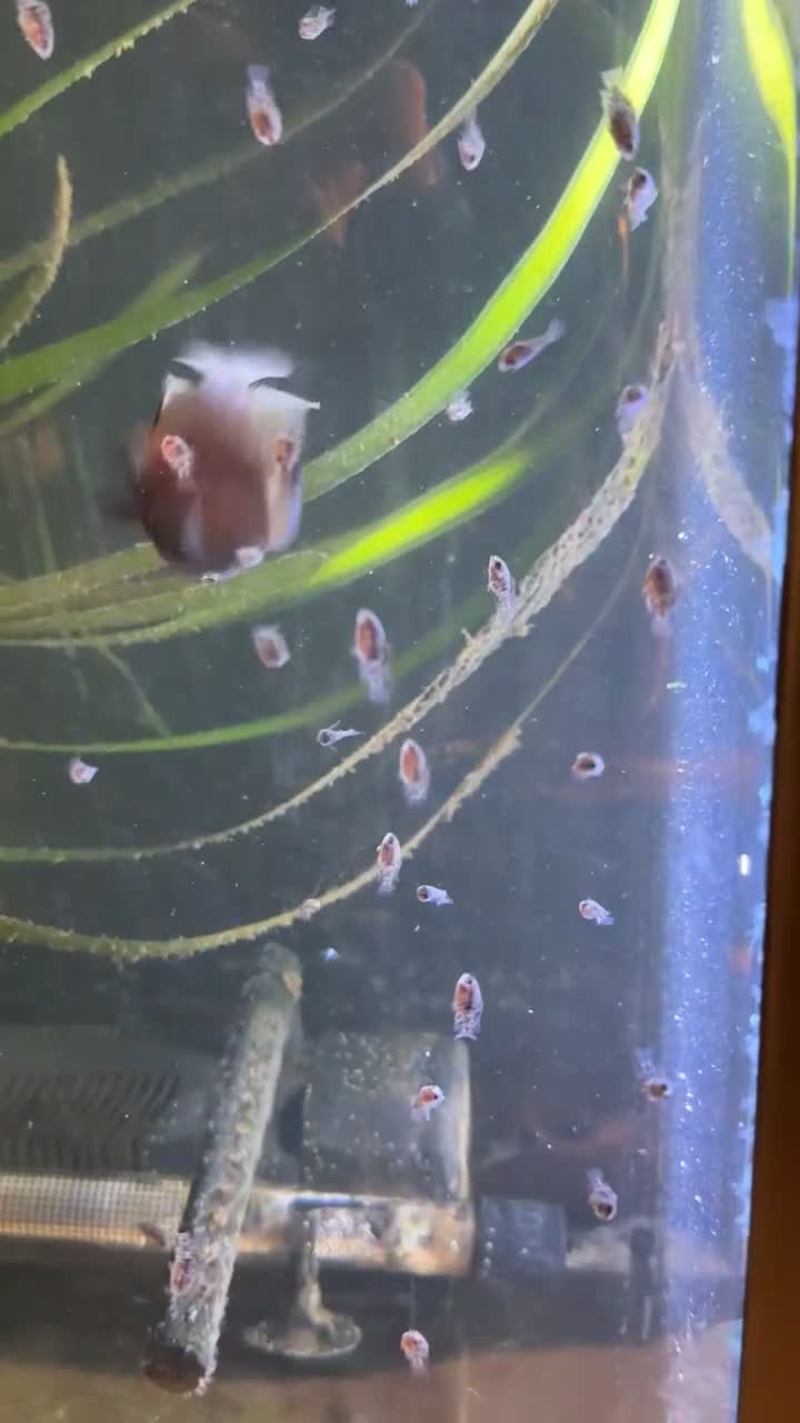 Cichlids fish for sale: T Bar Cichlid Fry and Breeding Pair - Video 2