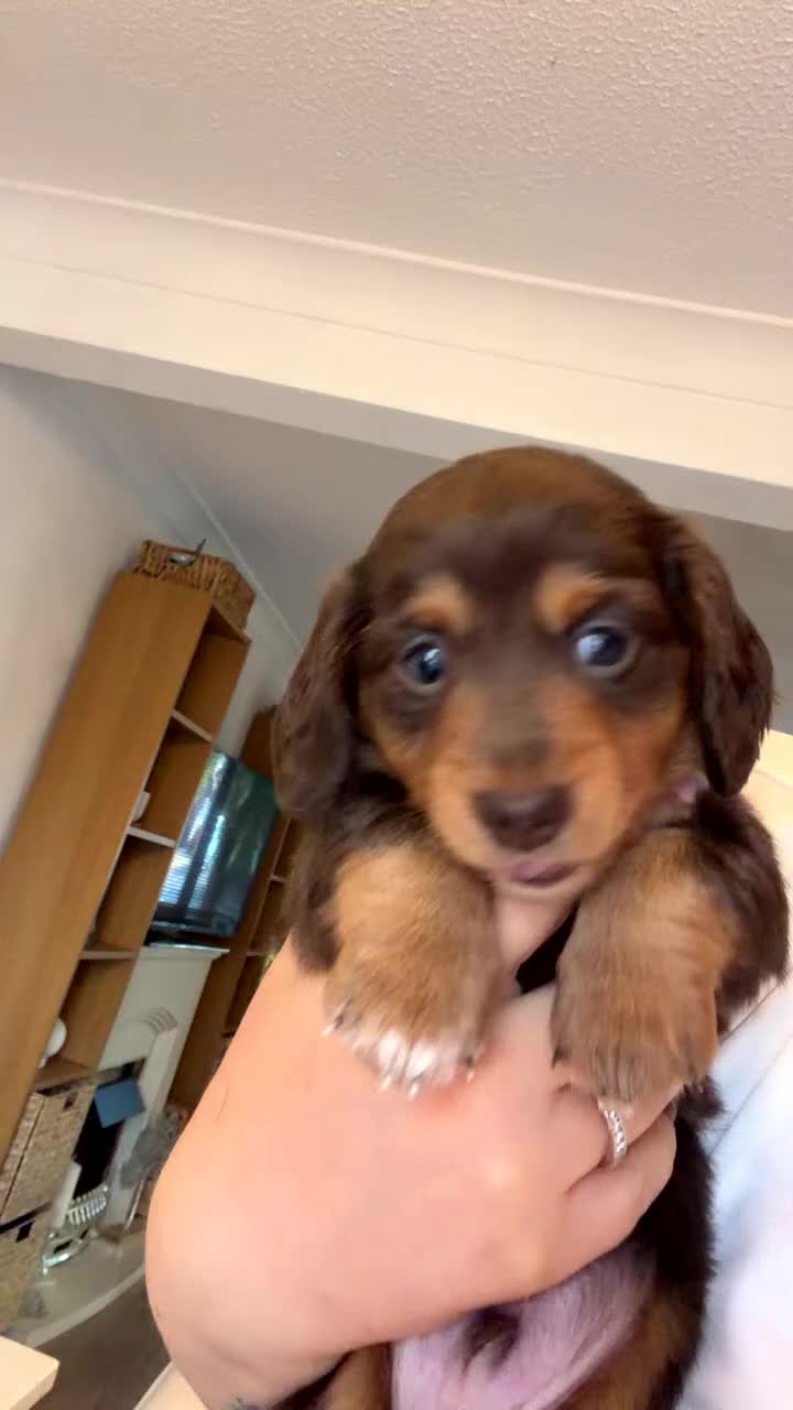 Miniature Dachshund dogs for sale: Fluffy miniature dachshund  - Video 1