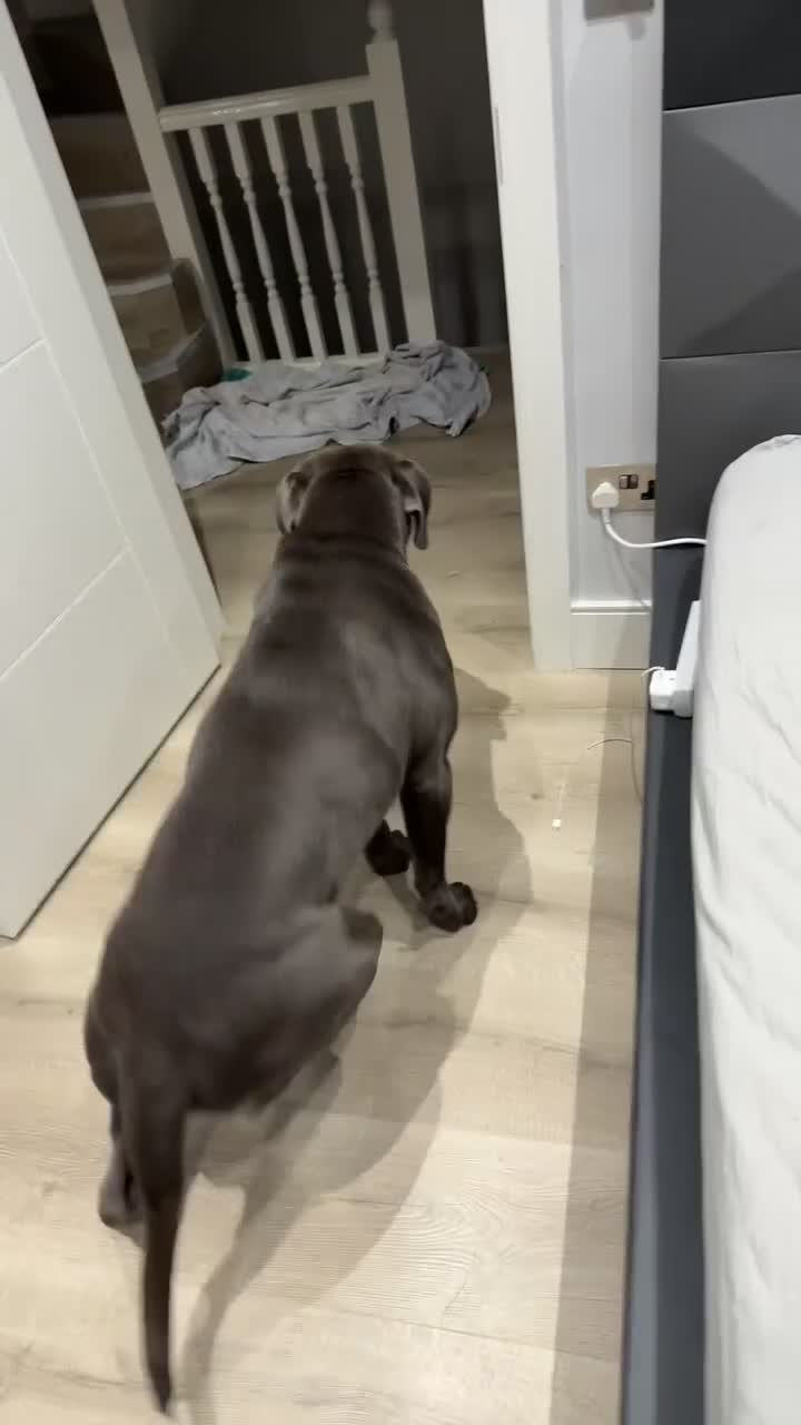 Cane Corso dogs for sale: Rehoming Enzo - Video 1