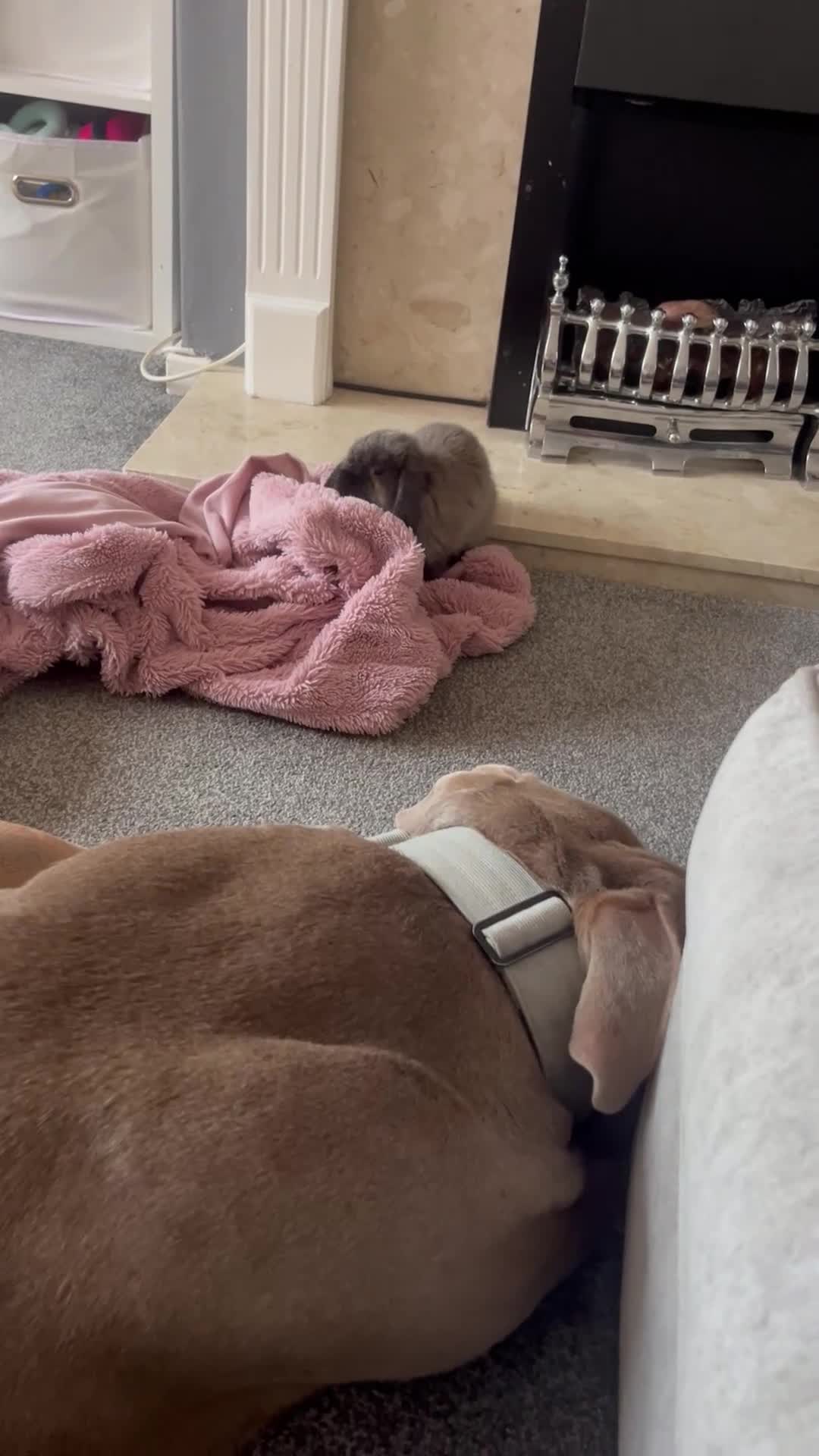 Mini Lop rabbits for sale: Roger the mini lop in Pudsey - Video 1