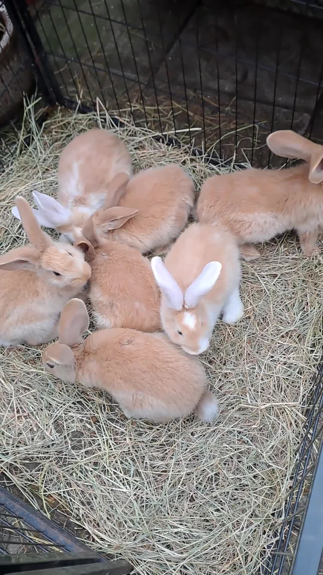 Continental Giant rabbits for sale: Pure Continental Giants  VACCINATED 3 in 1 Reserve - Video 1
