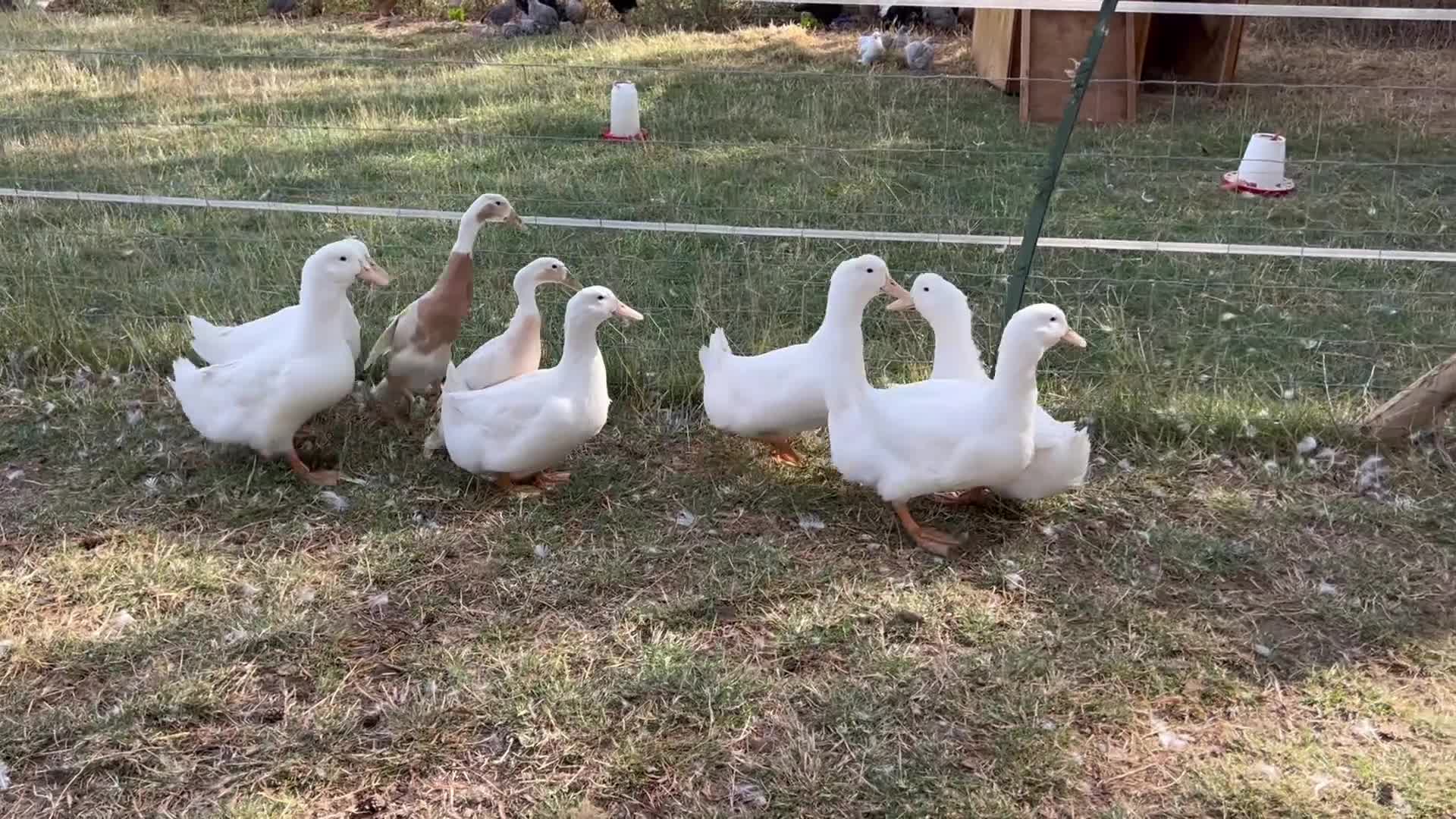 Ducks poultry for sale: FEMALE DUCKS / pair of runners - Video 2