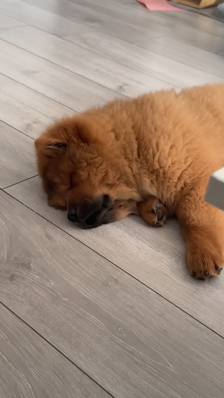 Chow Chow dogs for sale: Beautiful Red Chow Chow Puppy 🐻❤️ - Video 1