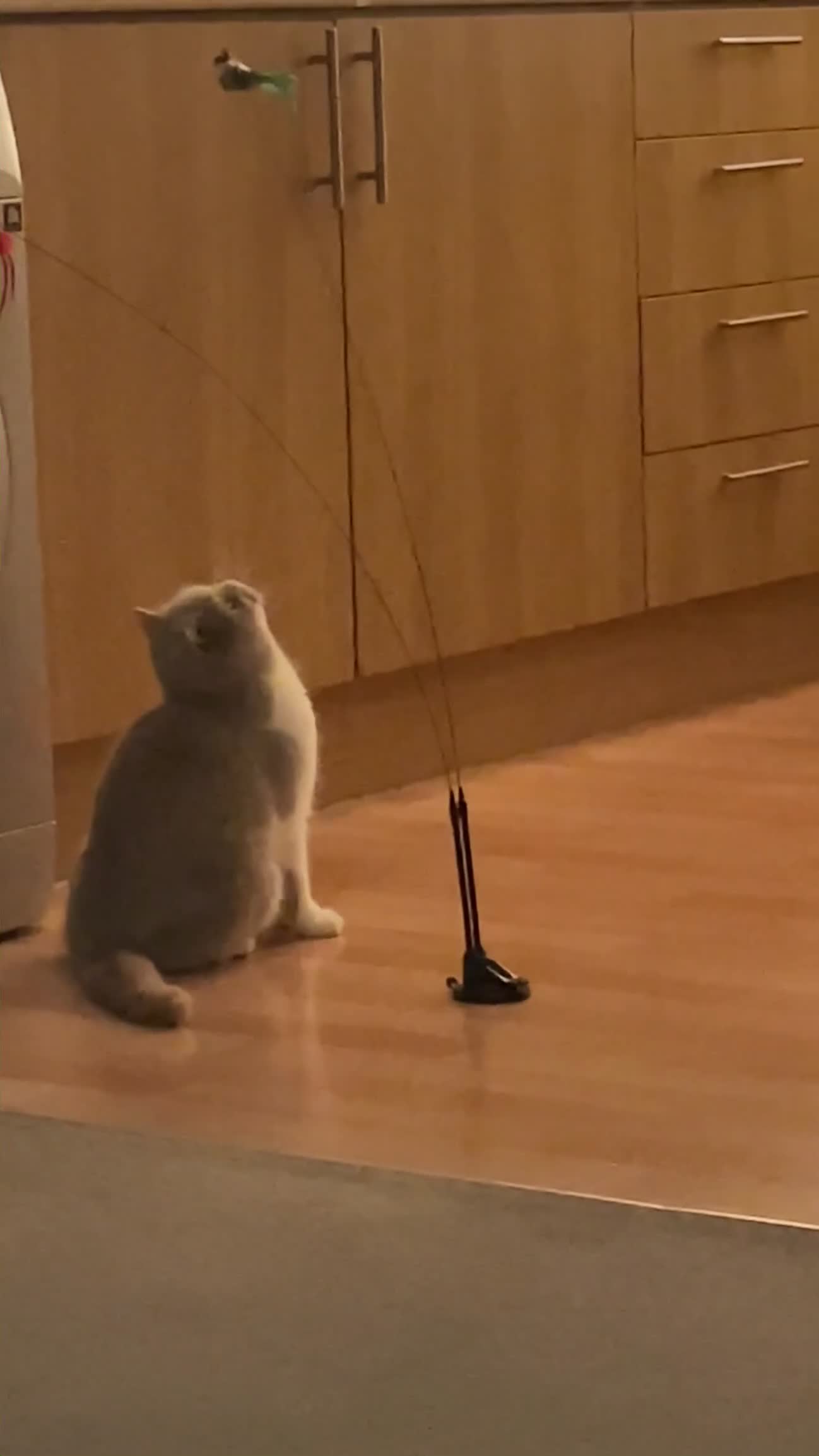 British Shorthair cats for sale: British Shorthair female - Video 1