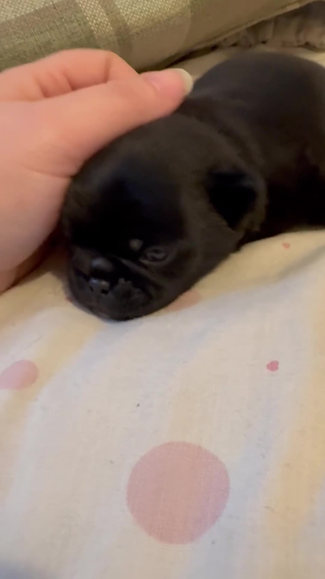Jug dogs for sale: Stunning Jug Puppy - Video 1
