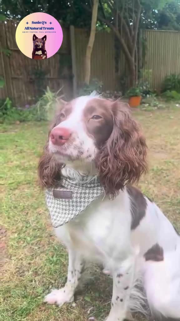 English Springer Spaniel dogs for sale: 15m Female Springer Spaniel for rehome. - Video 1
