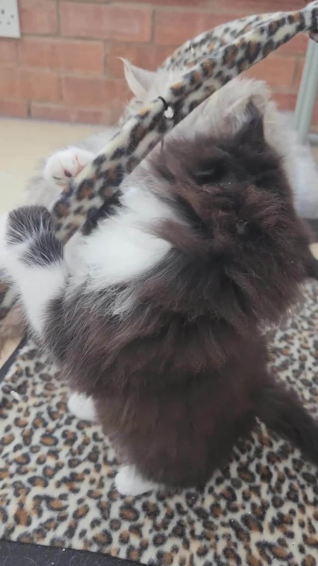 Mixed Breed cats for sale: Adorable Fluffy little Boy  - Video 1