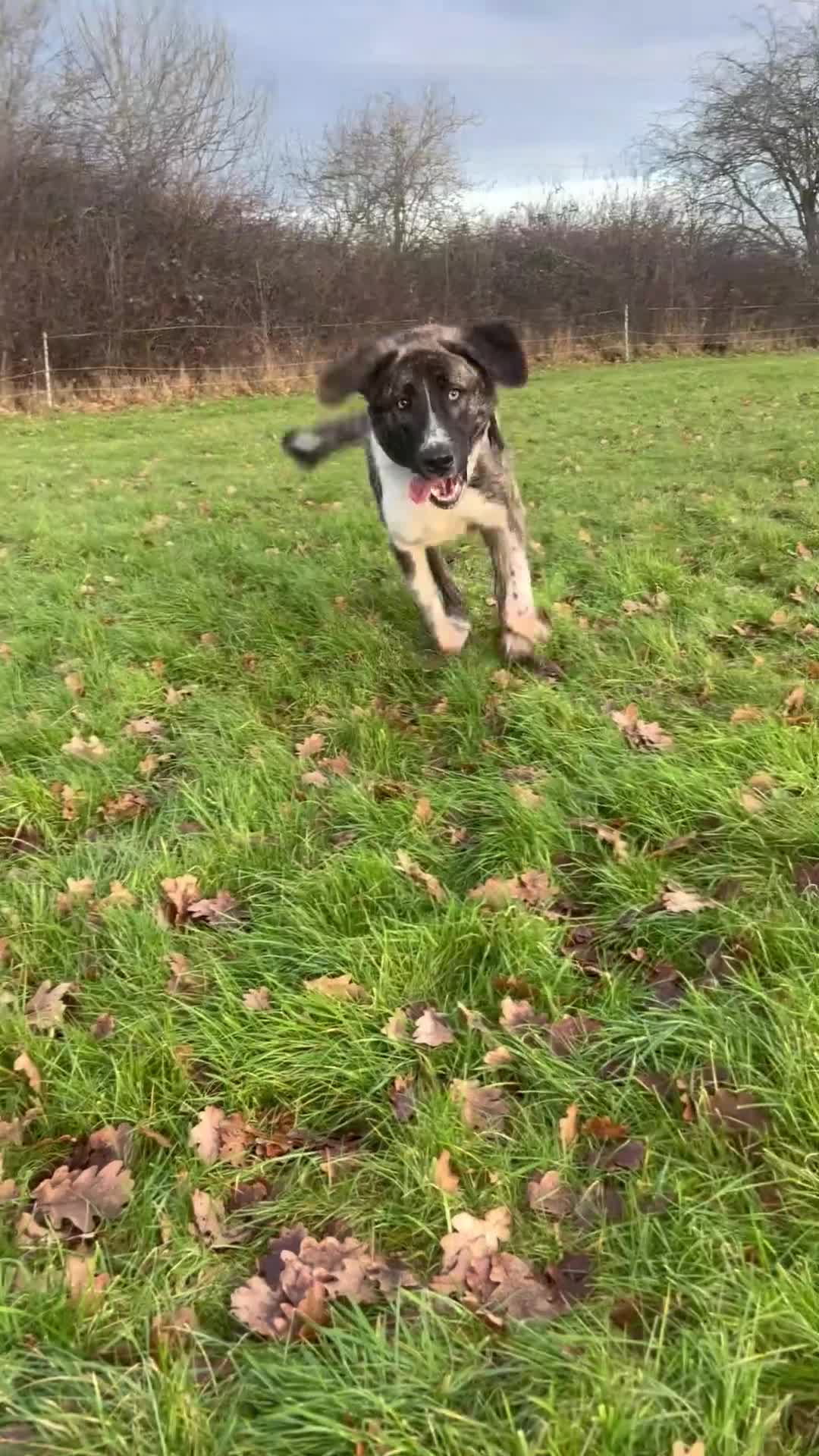 Turkish Kangal dogs for sale: Young Kangal looking for new home - Video 1