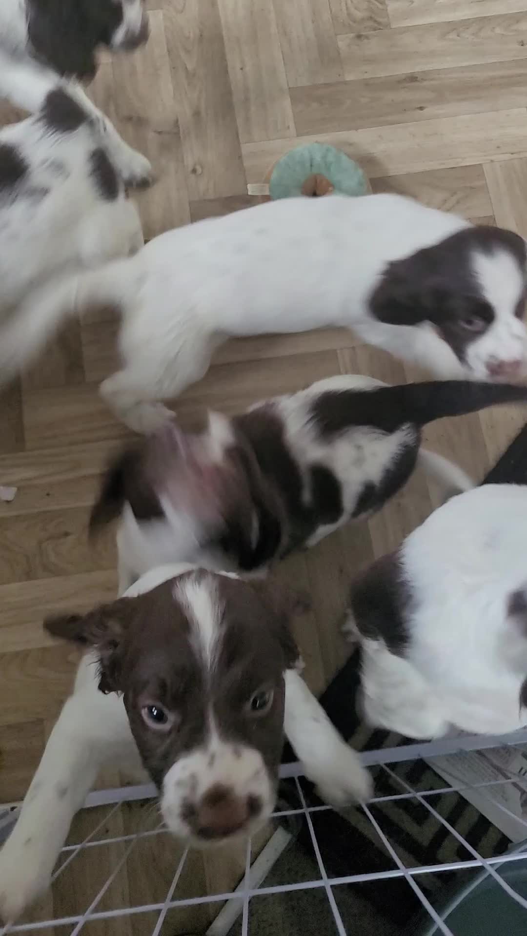 English Springer Spaniel dogs for sale: English Springer Spaniels - Video 1