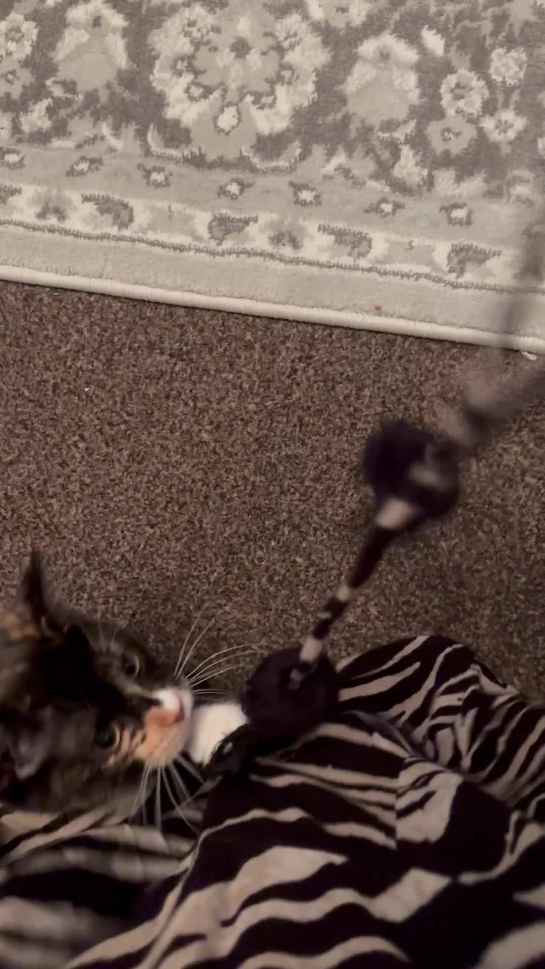 British Shorthair cats for sale: Callie - Video 1