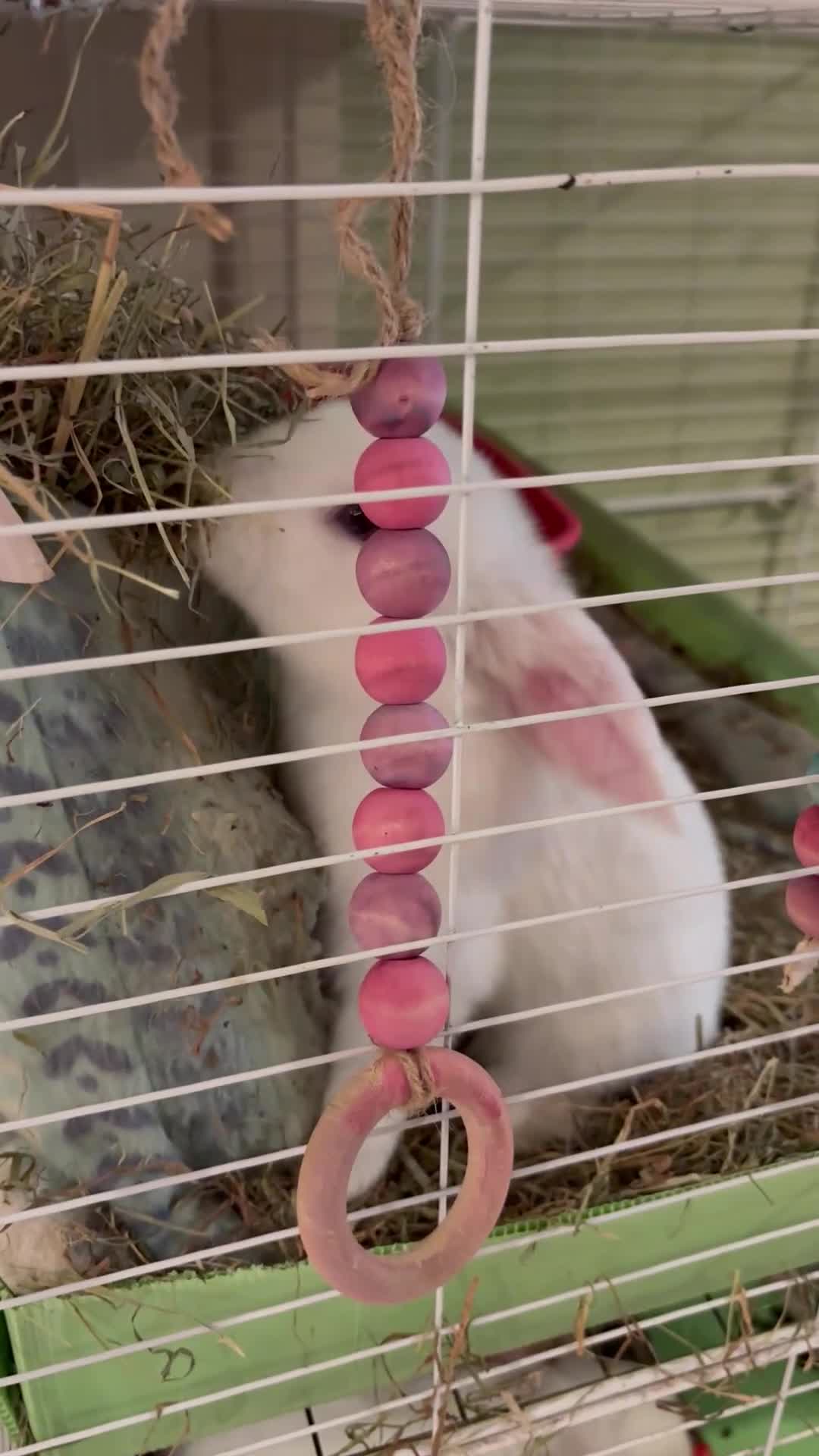 Mini Lop rabbits for sale: Vaccinated/raised indoors, mini lops and lion lop  - Video 2