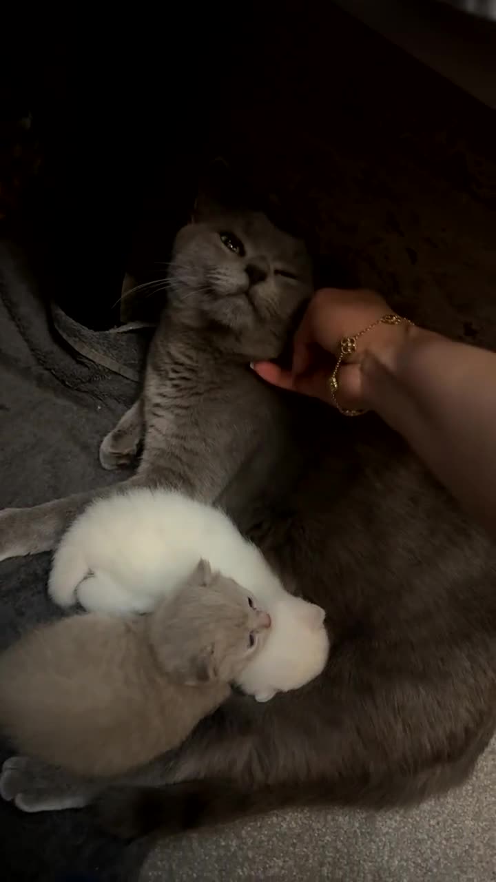 British Shorthair cats for sale: British short hair, Kittens in Greenford - Video 1