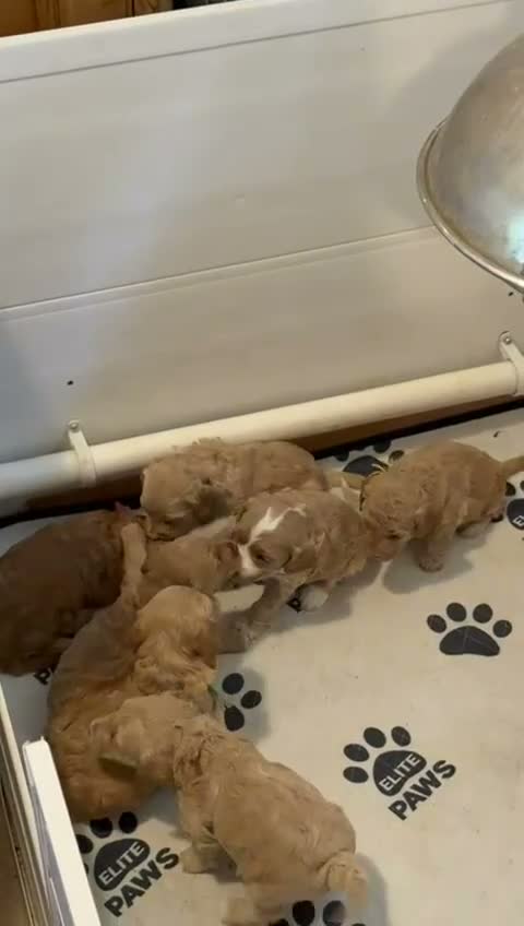 Labradoodle dogs for sale: 🐾 Labradoodle Puppies – Boys & Girls Available 🐾 - Video 2