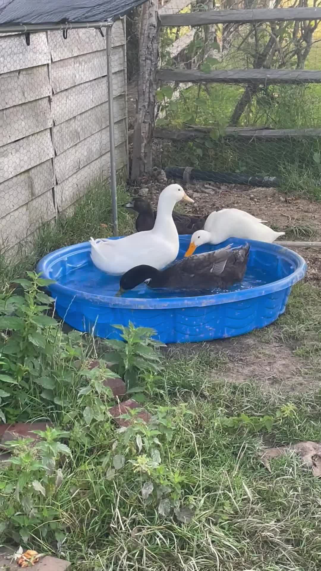 Ducks poultry for sale: 4 ducks for sale  - Video 1