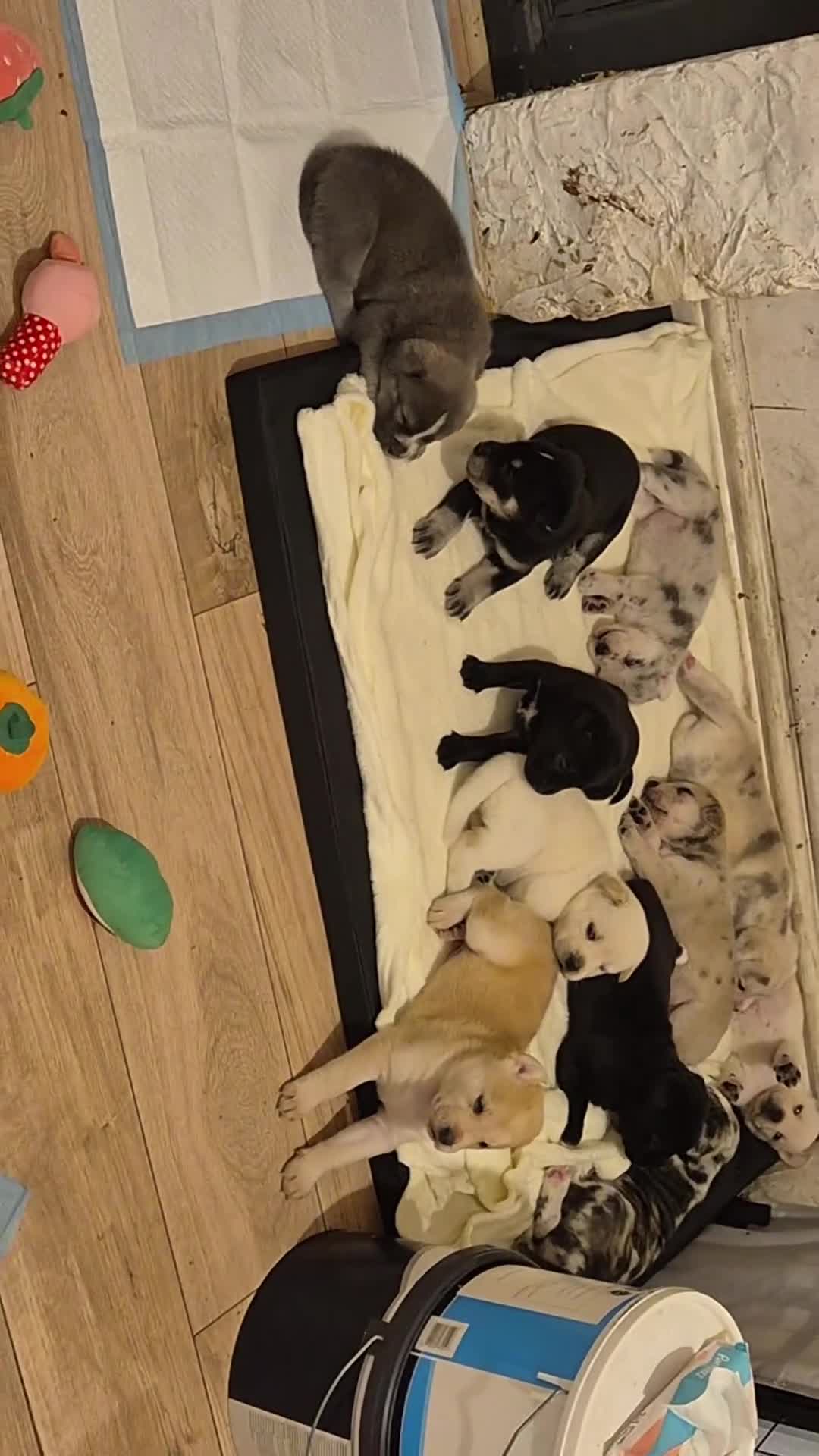 Mixed Breed dogs for sale: 12 Cane corso x Chowski royal canin fed - Video 3