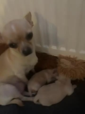 Chihuahua dogs for sale: 2 Female Chiuaua puppies  - Video 1