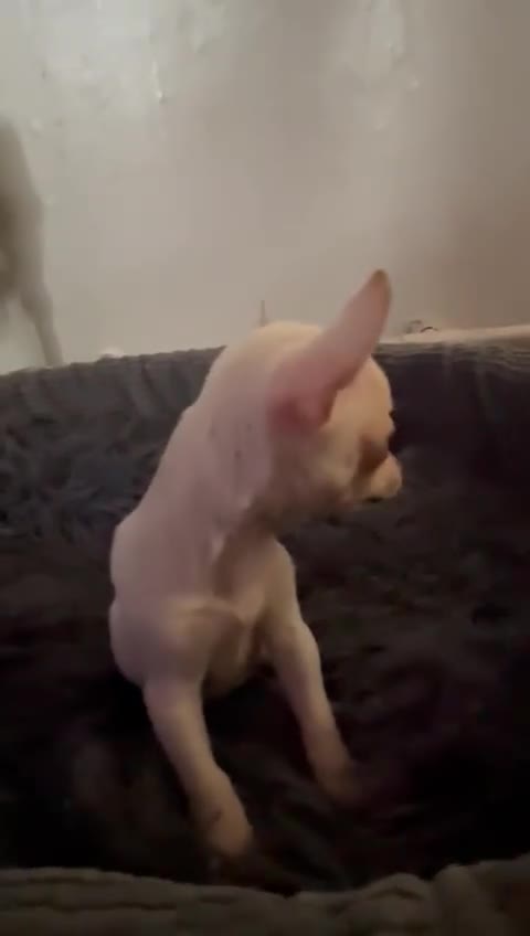 Chihuahua dogs for sale: Chihuahua puppies - Video 3