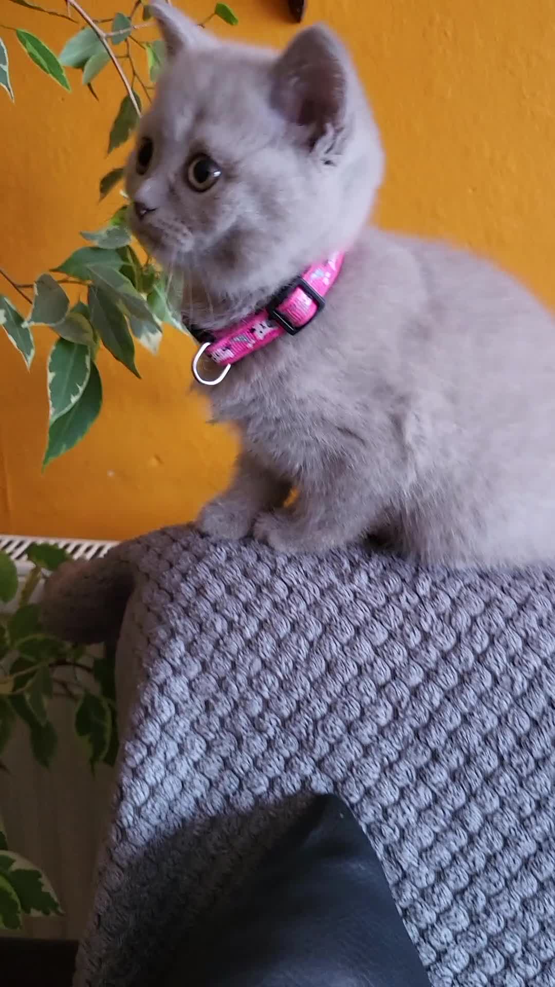 British Shorthair cats for sale: 4 adorable British Shorthair kittens - Video 2