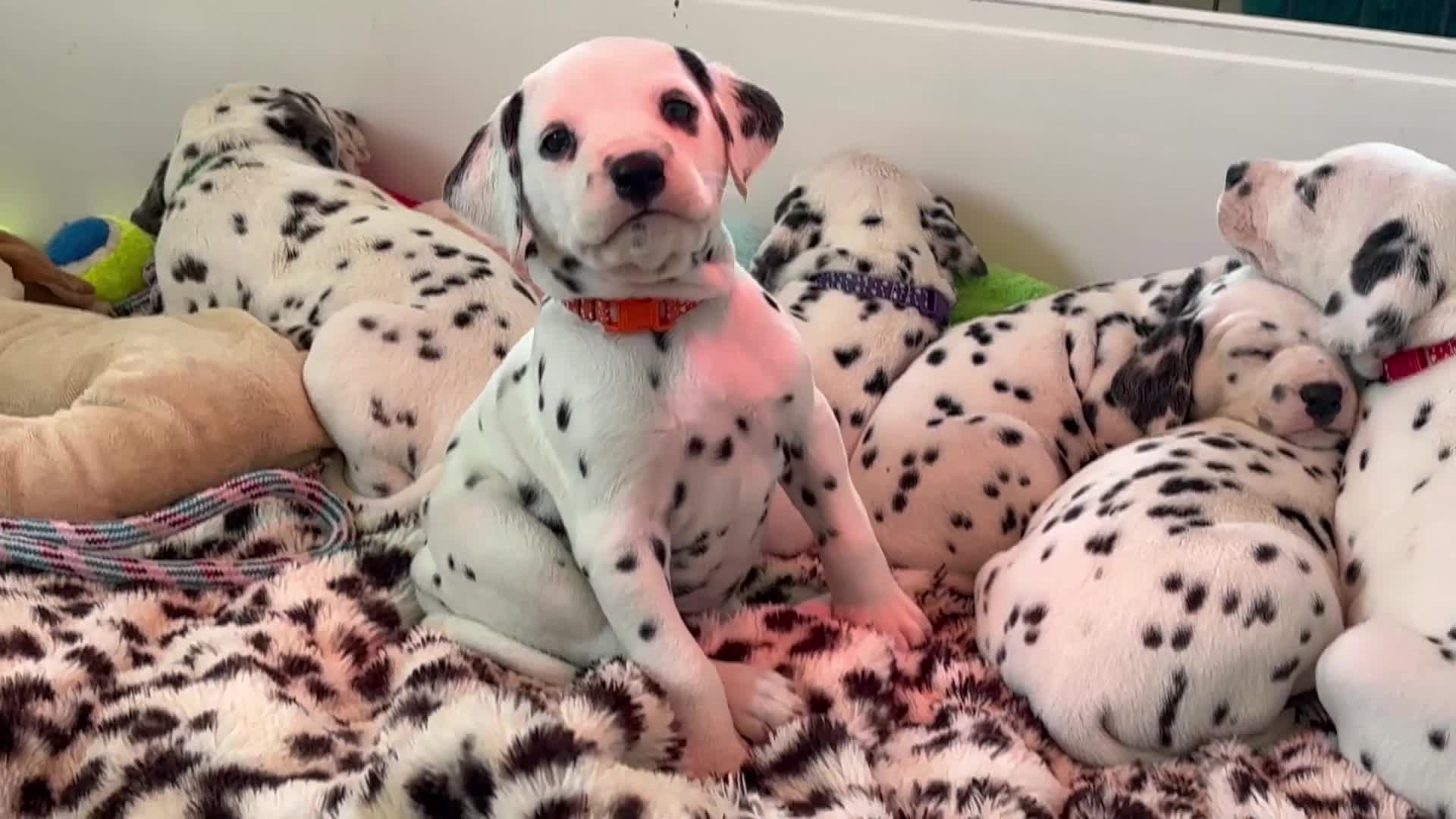 Dalmatian dogs for sale: Exceptional Litter. 2 Boys Remaining  - Video 1