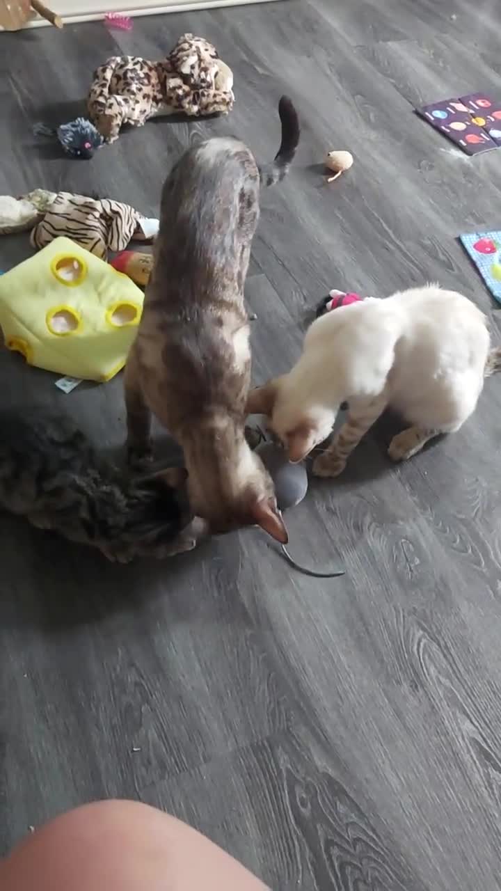 Bengal cats for sale: Rare Silver Charcoal Bengal Male Kitten 🐾 - Video 2