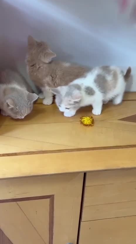 British Shorthair cats for sale: British Shorthair kittens - Video 2
